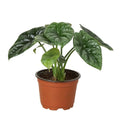Rare Alocasia Mirror Face – Glossy Tropical Plant | SunriseDaylas