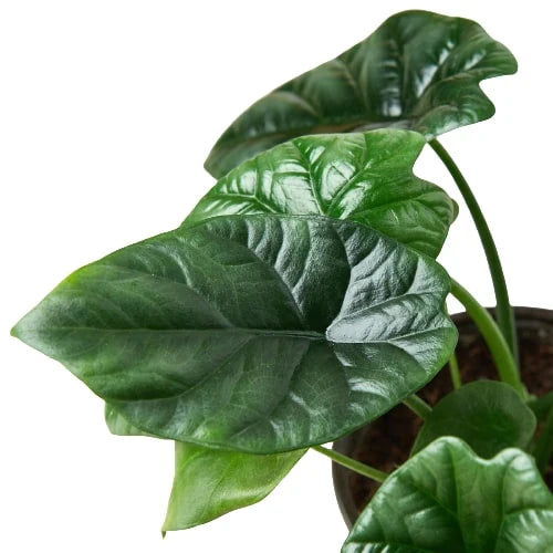 Rare Alocasia Mirror Face – Glossy Tropical Plant | SunriseDaylas