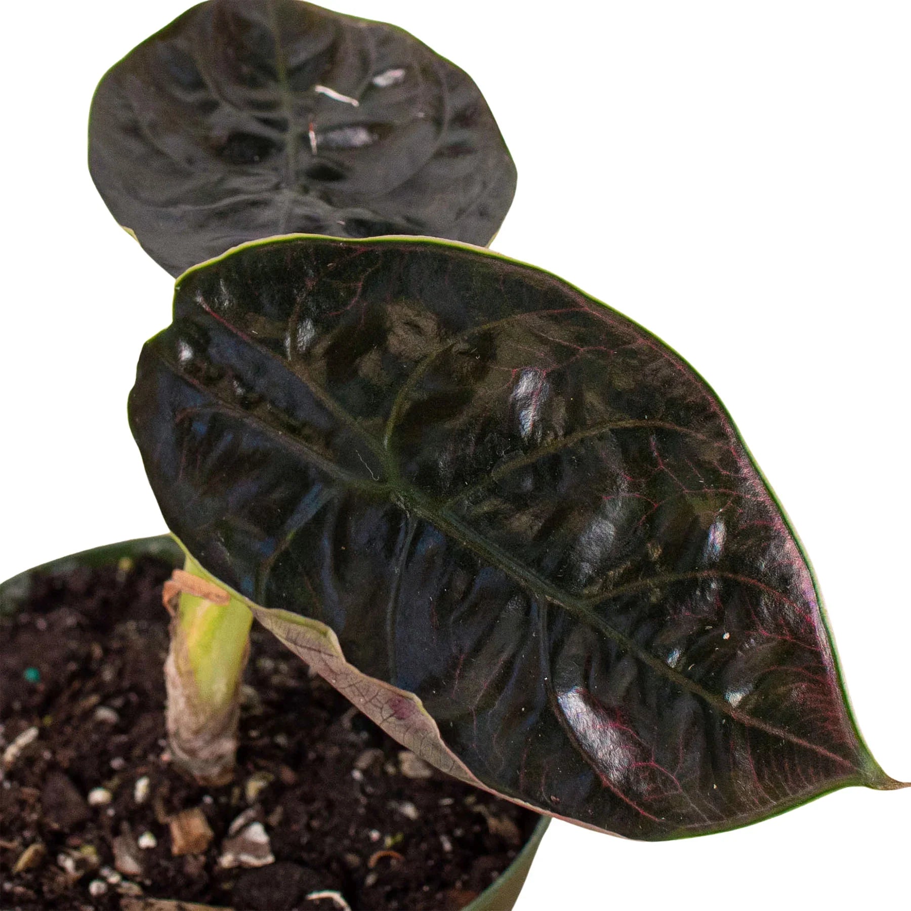 Rare Red Mambo Alocasia – Jewel Foliage Plant | SunriseDaylas