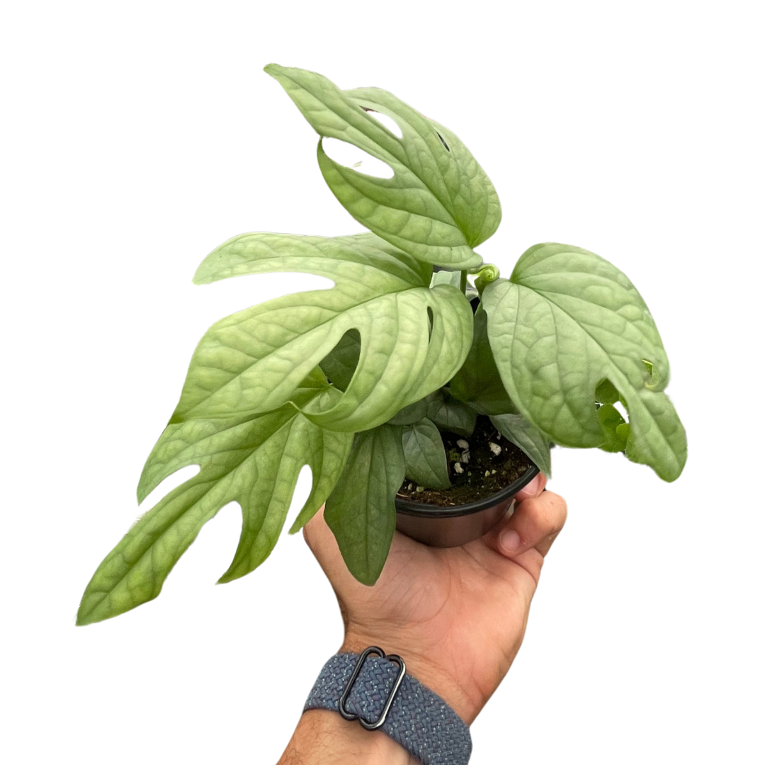 Rare Spiderman Monstera – Collector's Indoor Plant | SunriseDaylas