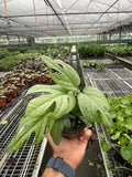 Rare Spiderman Monstera – Collector's Indoor Plant | SunriseDaylas
