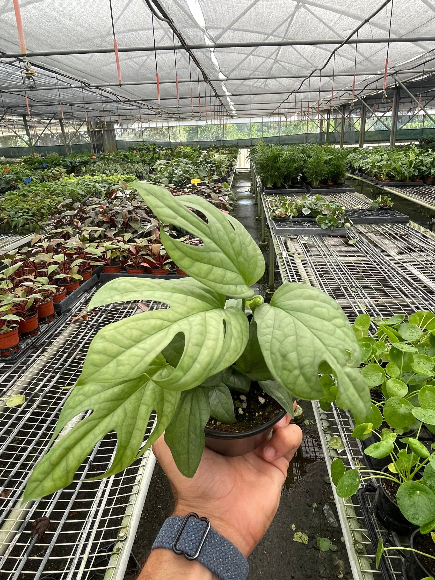 Rare Spiderman Monstera – Collector's Indoor Plant | SunriseDaylas