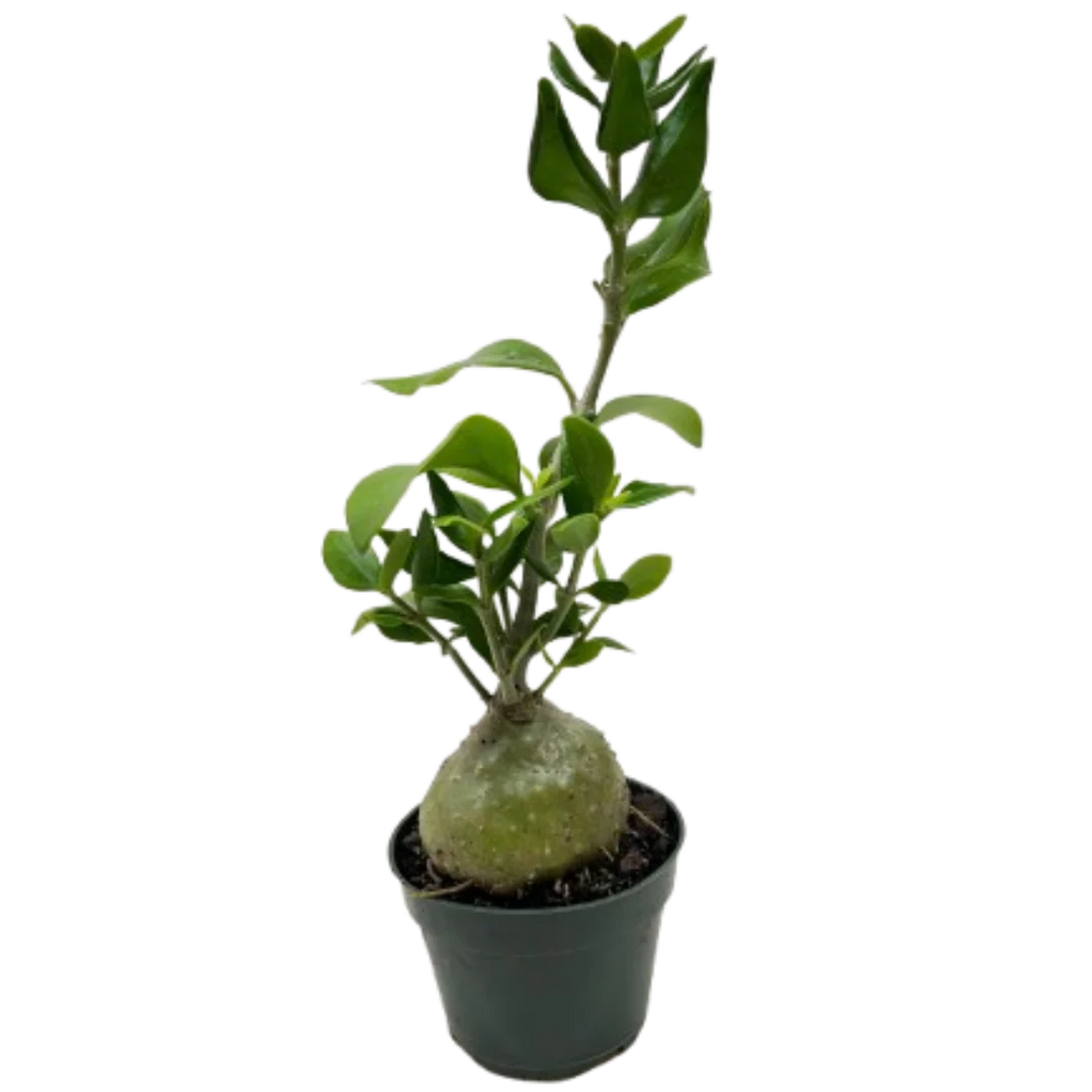 Rare Ant Plant – Unique Caudex Houseplant | SunriseDaylas