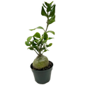 Rare Ant Plant – Unique Caudex Houseplant | SunriseDaylas