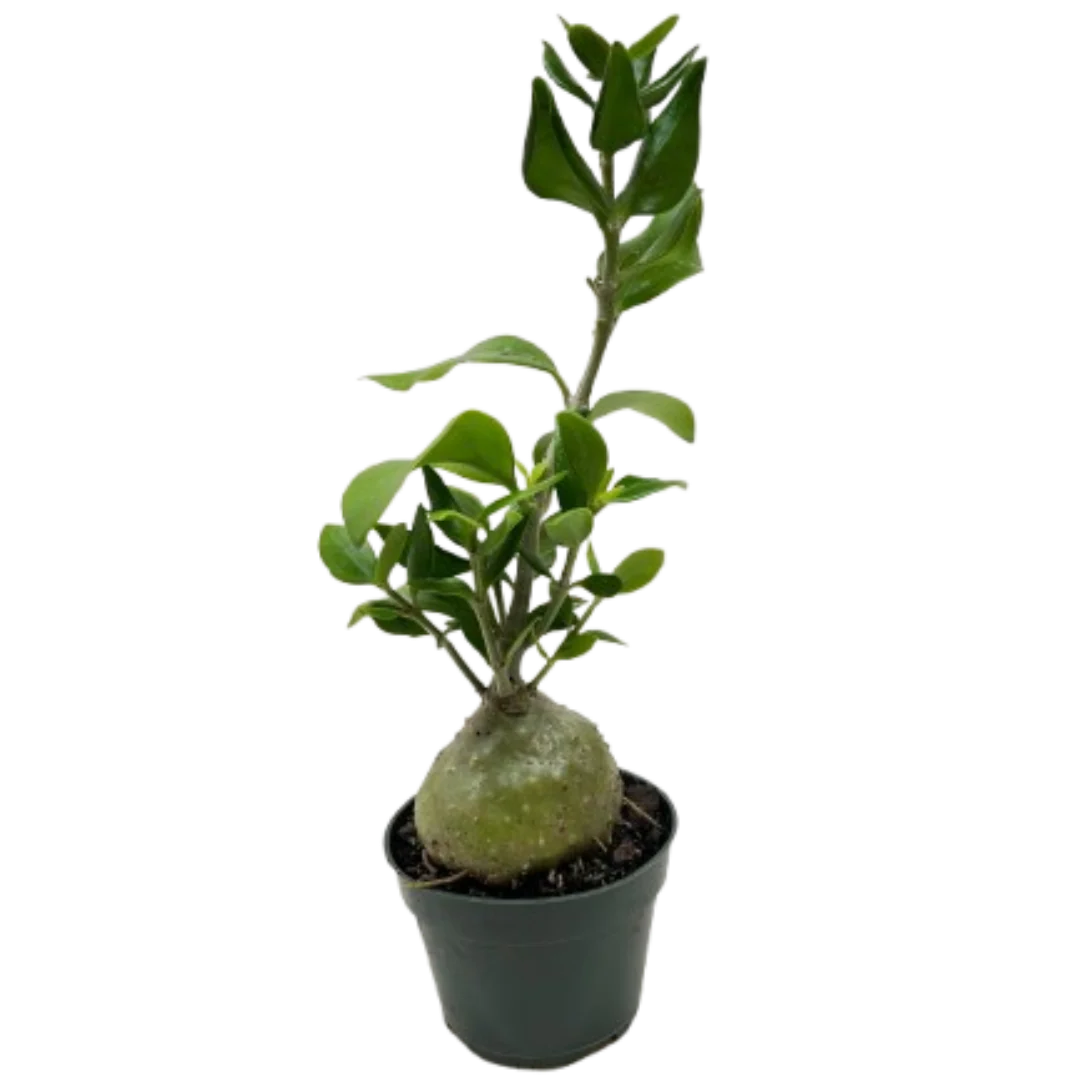 Rare Ant Plant – Unique Caudex Houseplant | SunriseDaylas