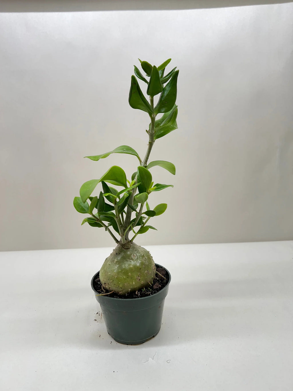 Rare Ant Plant – Unique Caudex Houseplant | SunriseDaylas