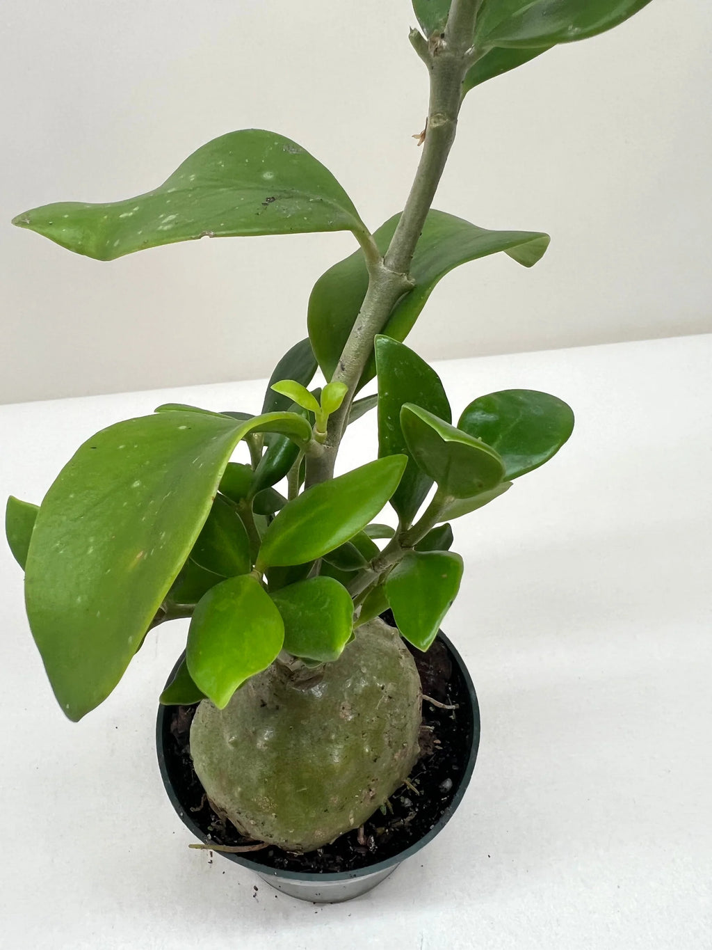 Rare Ant Plant – Unique Caudex Houseplant | SunriseDaylas