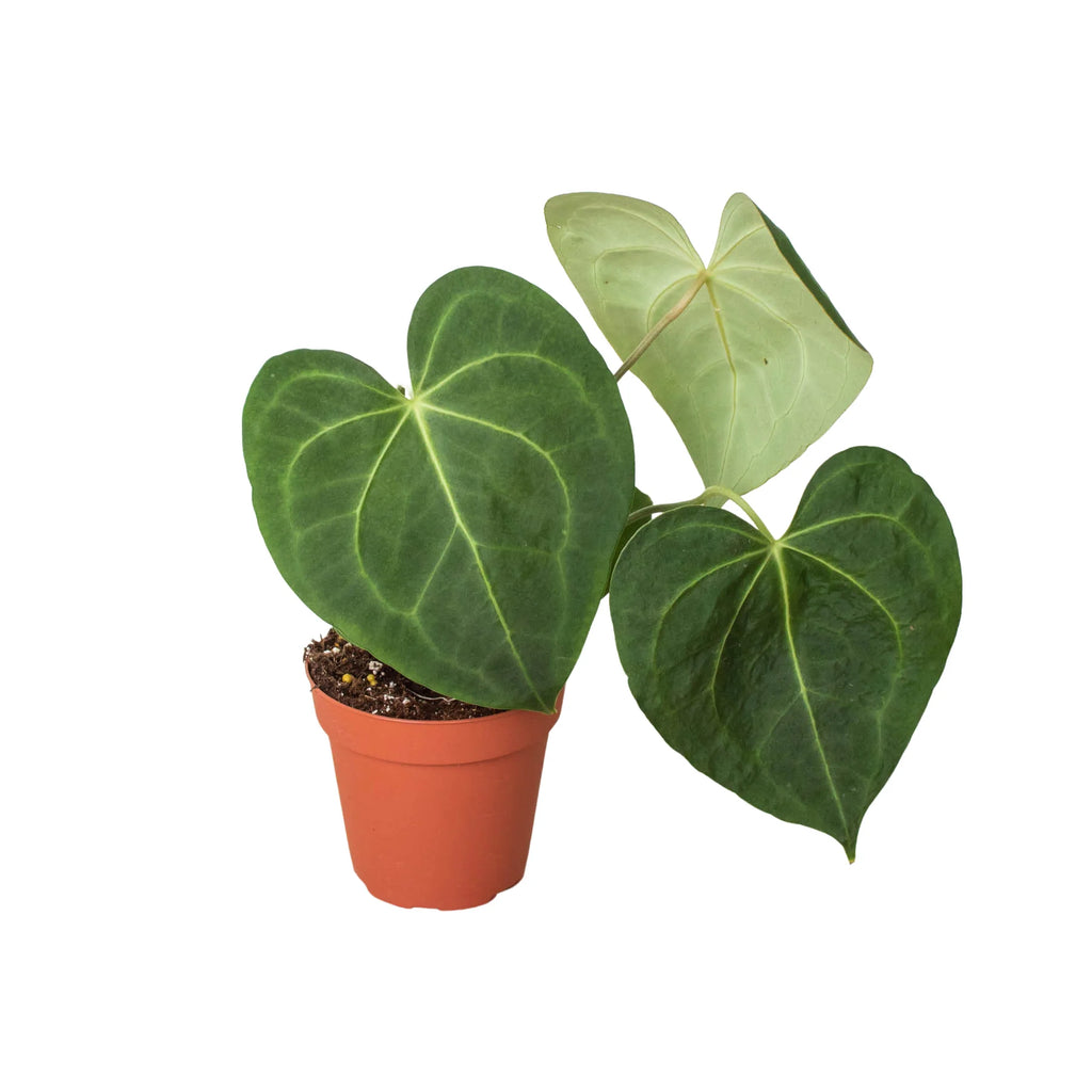 Rare Anthurium Clarinervium – Velvet Leaf Plant | SunriseDaylas