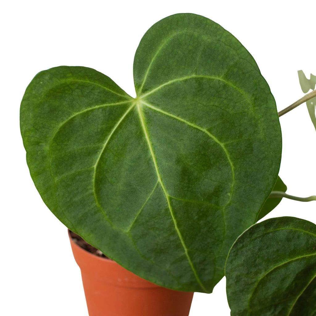 Rare Anthurium Clarinervium – Velvet Leaf Plant | SunriseDaylas