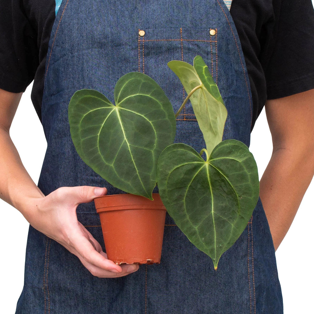 Rare Anthurium Clarinervium – Velvet Leaf Plant | SunriseDaylas