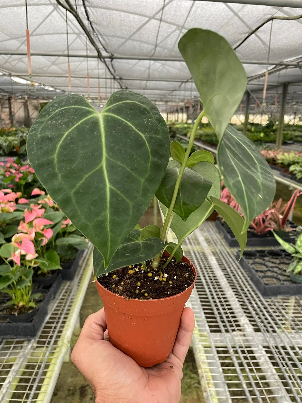 Rare Anthurium Clarinervium – Velvet Leaf Plant | SunriseDaylas