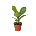 Anthurium Cobra – Rare Easy Care Tropical Plant | SunriseDaylas