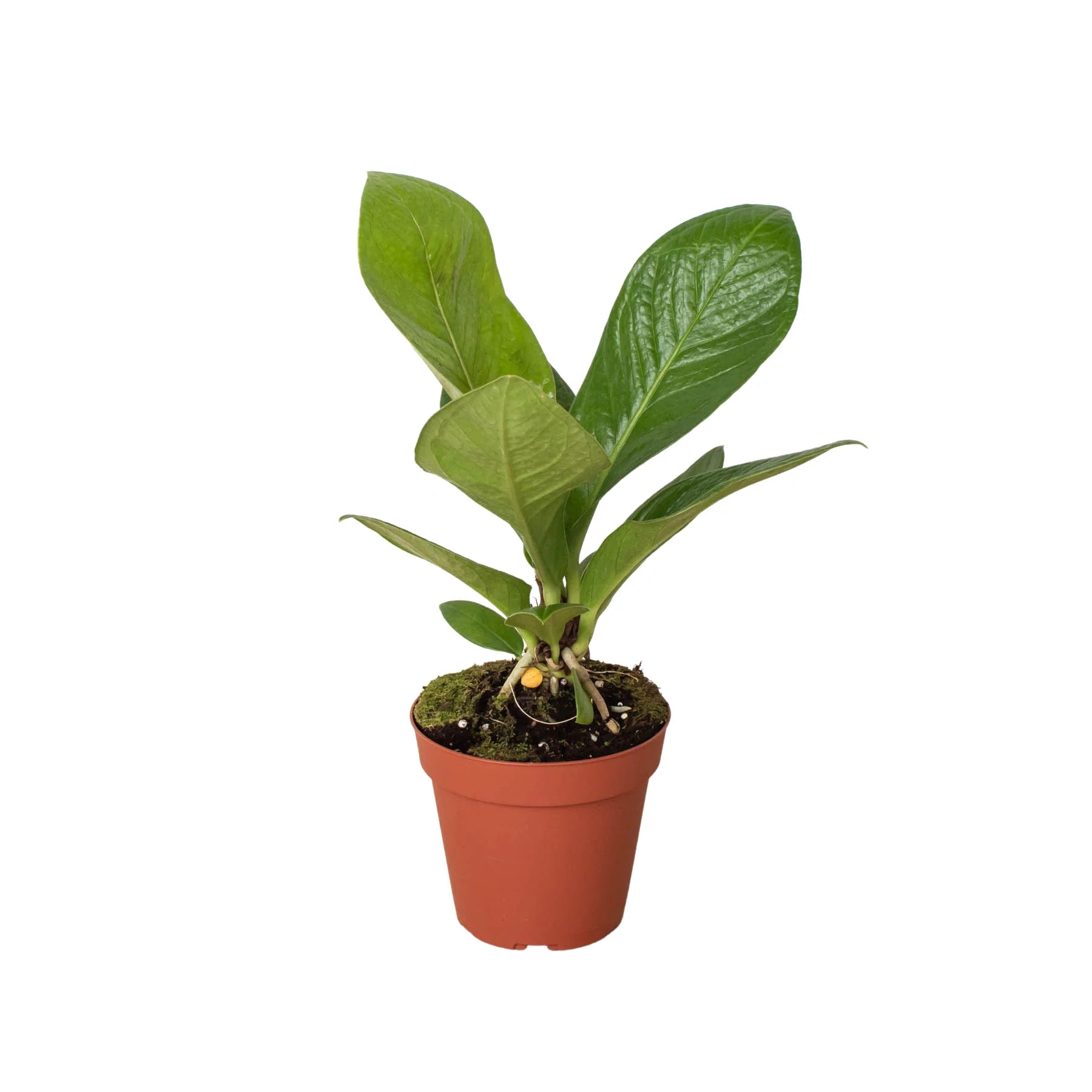 Anthurium Cobra – Rare Easy Care Tropical Plant | SunriseDaylas
