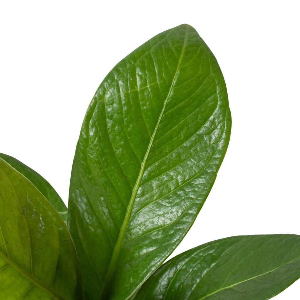 Anthurium Cobra – Rare Easy Care Tropical Plant | SunriseDaylas