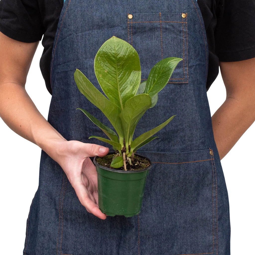 Anthurium Cobra – Rare Easy Care Tropical Plant | SunriseDaylas