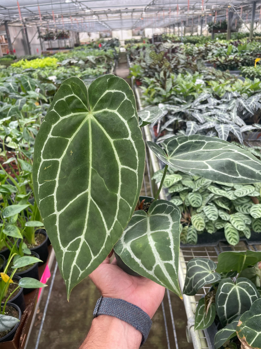 Crystal Anthurium – Rare Velvet Leaf Plant | SunriseDaylas