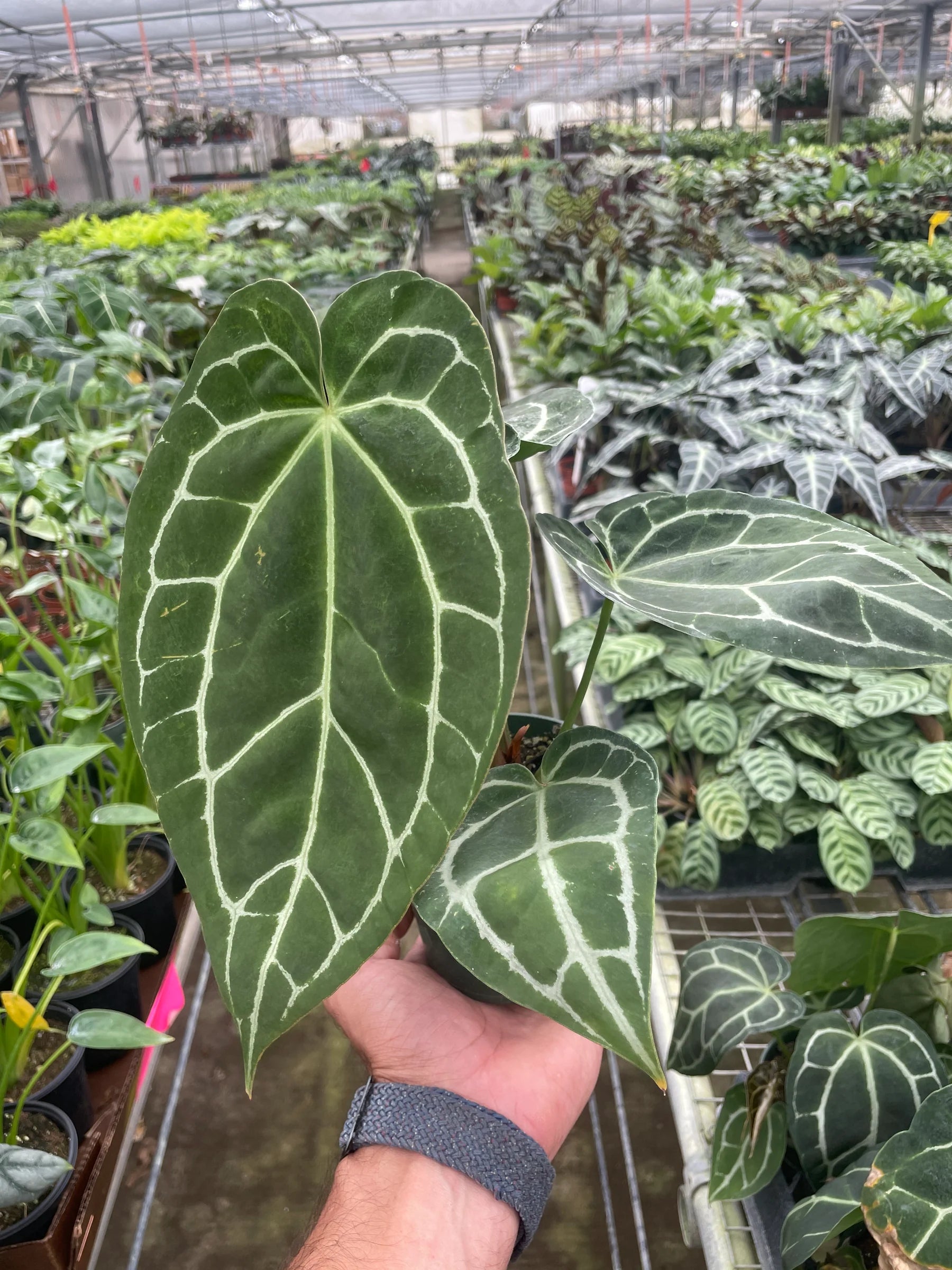 Crystal Anthurium – Rare Velvet Leaf Plant | SunriseDaylas