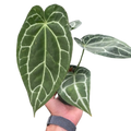 Crystal Anthurium – Rare Velvet Leaf Plant | SunriseDaylas