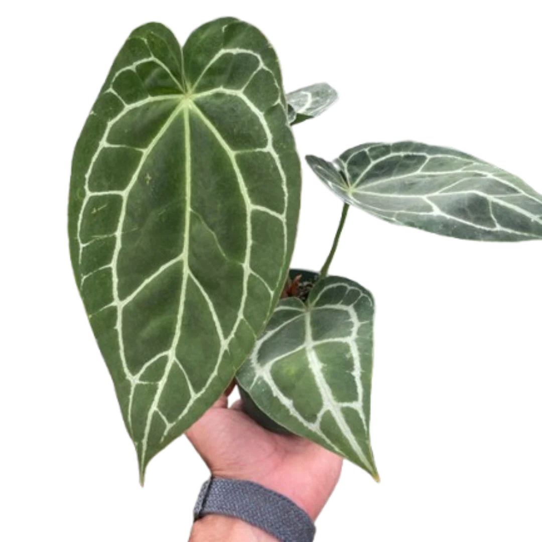 Crystal Anthurium – Rare Velvet Leaf Plant | SunriseDaylas