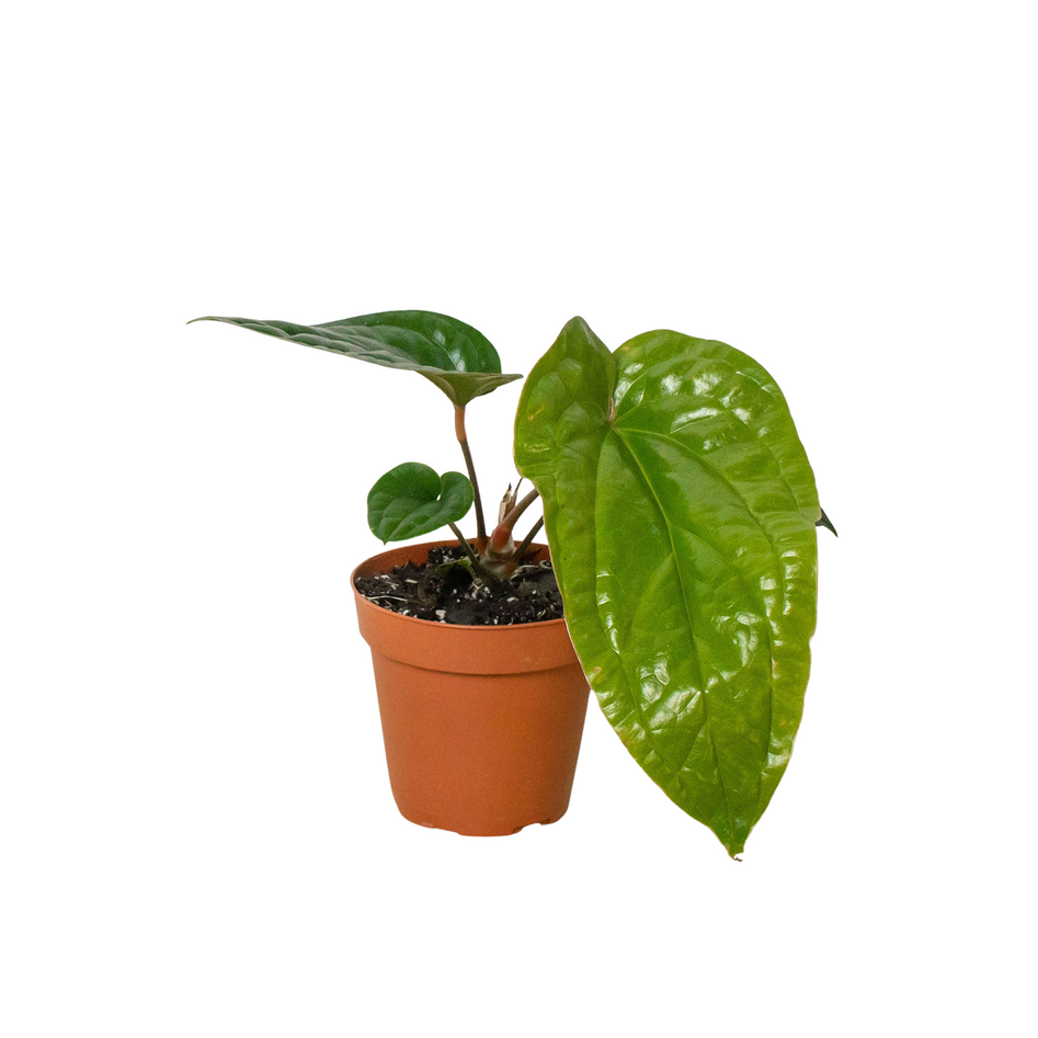 Rare Anthurium Radicans x Luxurians – Bold Leaves | SunriseDaylas