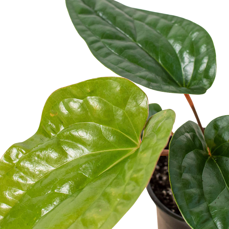 Rare Anthurium Radicans x Luxurians – Bold Leaves | SunriseDaylas