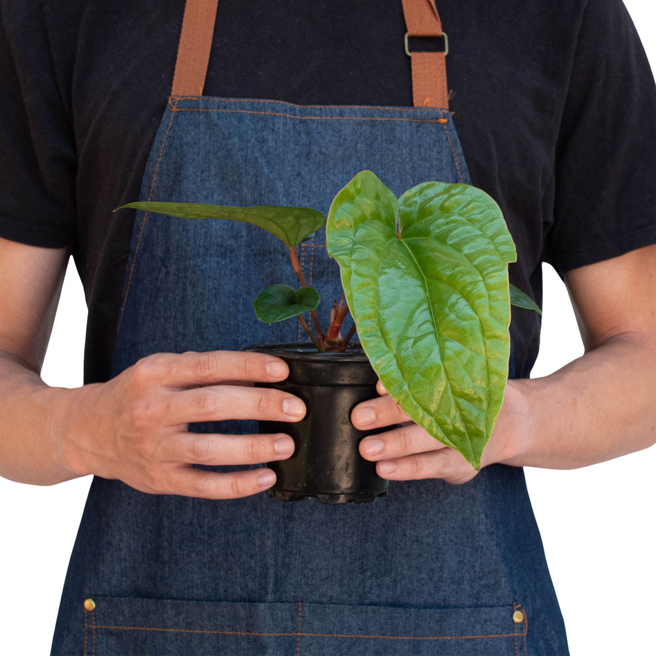 Rare Anthurium Radicans x Luxurians – Bold Leaves | SunriseDaylas