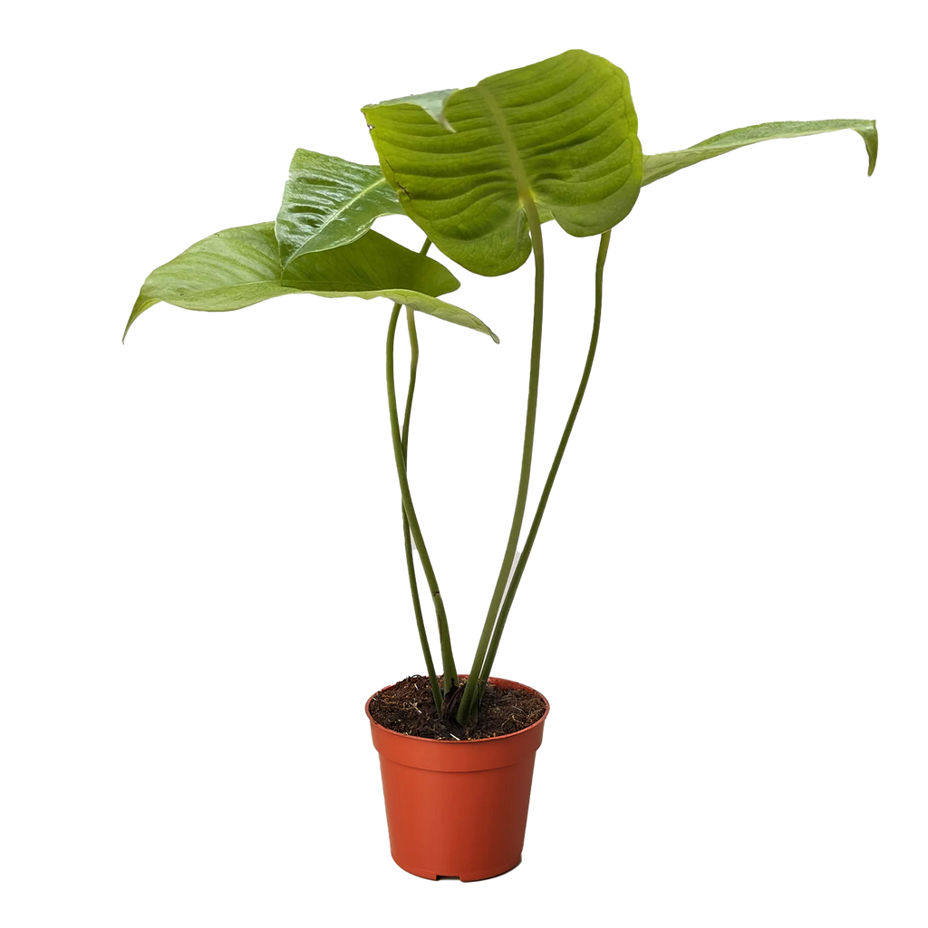 King Anthurium – Rare Collector Foliage Plant | SunriseDaylas
