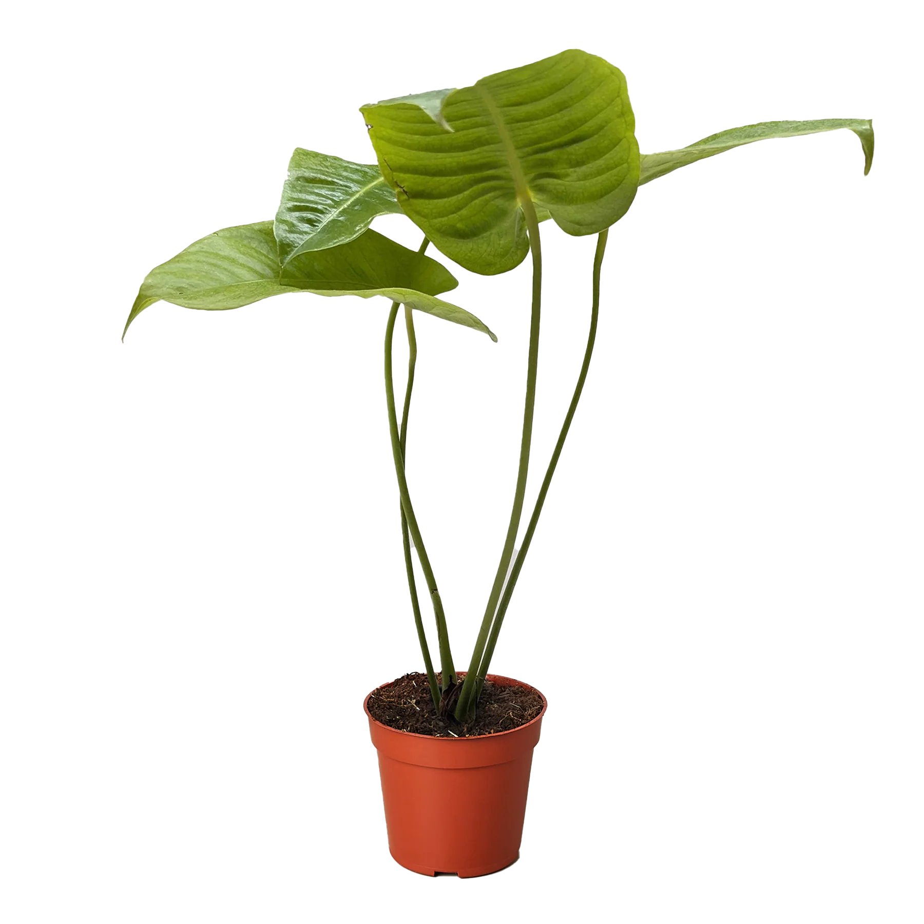 King Anthurium – Rare Collector Foliage Plant | SunriseDaylas