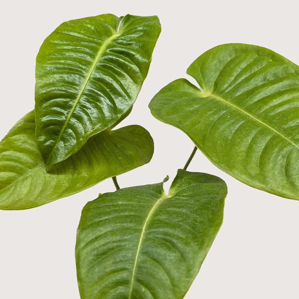 King Anthurium – Rare Collector Foliage Plant | SunriseDaylas