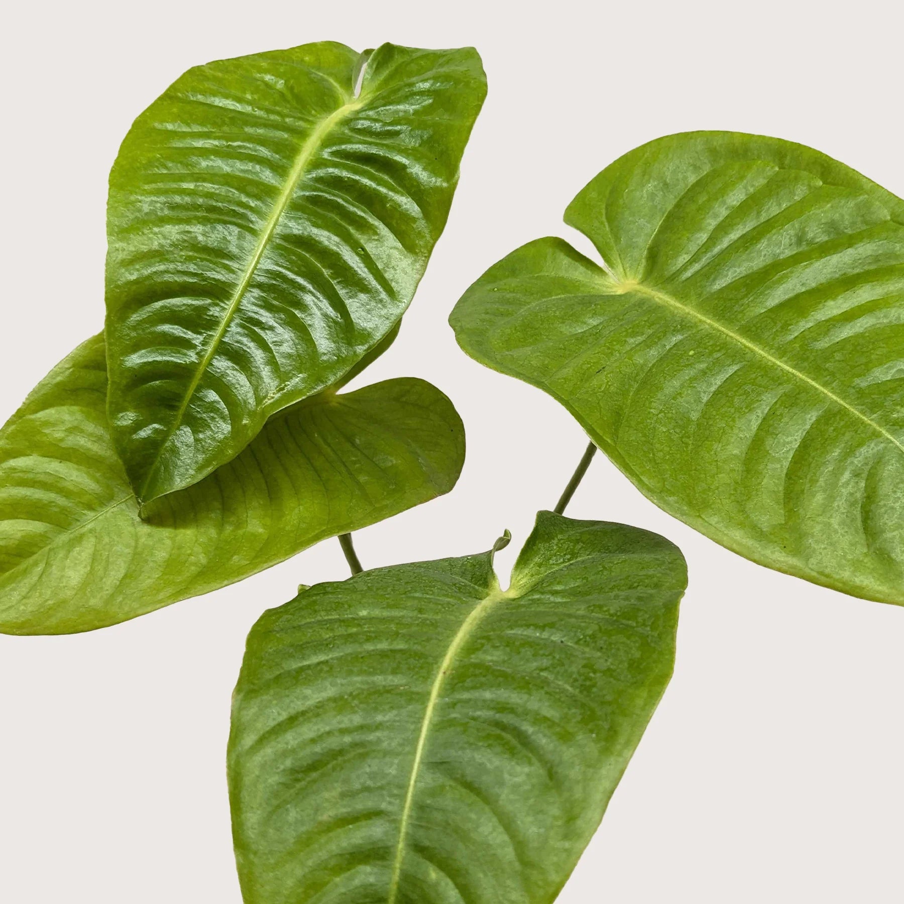 King Anthurium – Rare Collector Foliage Plant | SunriseDaylas