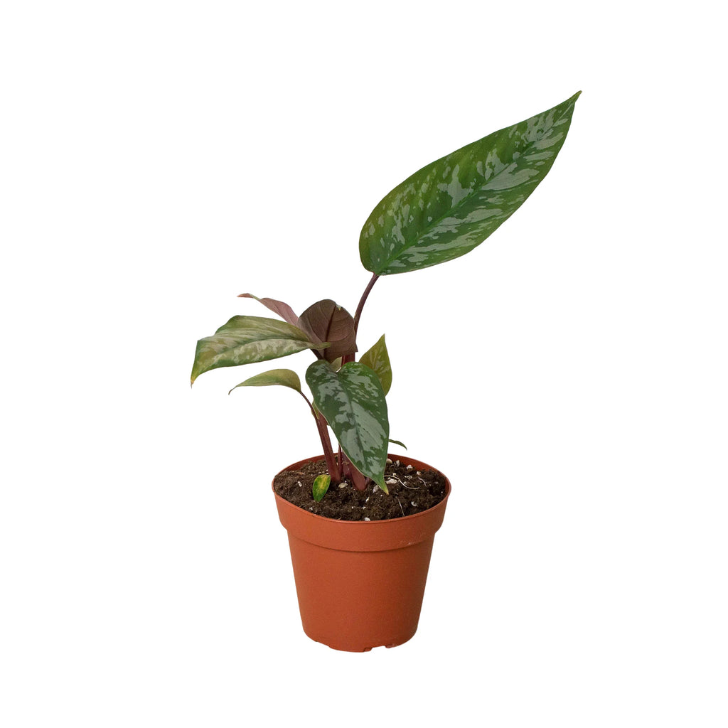 Rare Purple Sword – Collector's Tropical Plant | SunriseDaylas