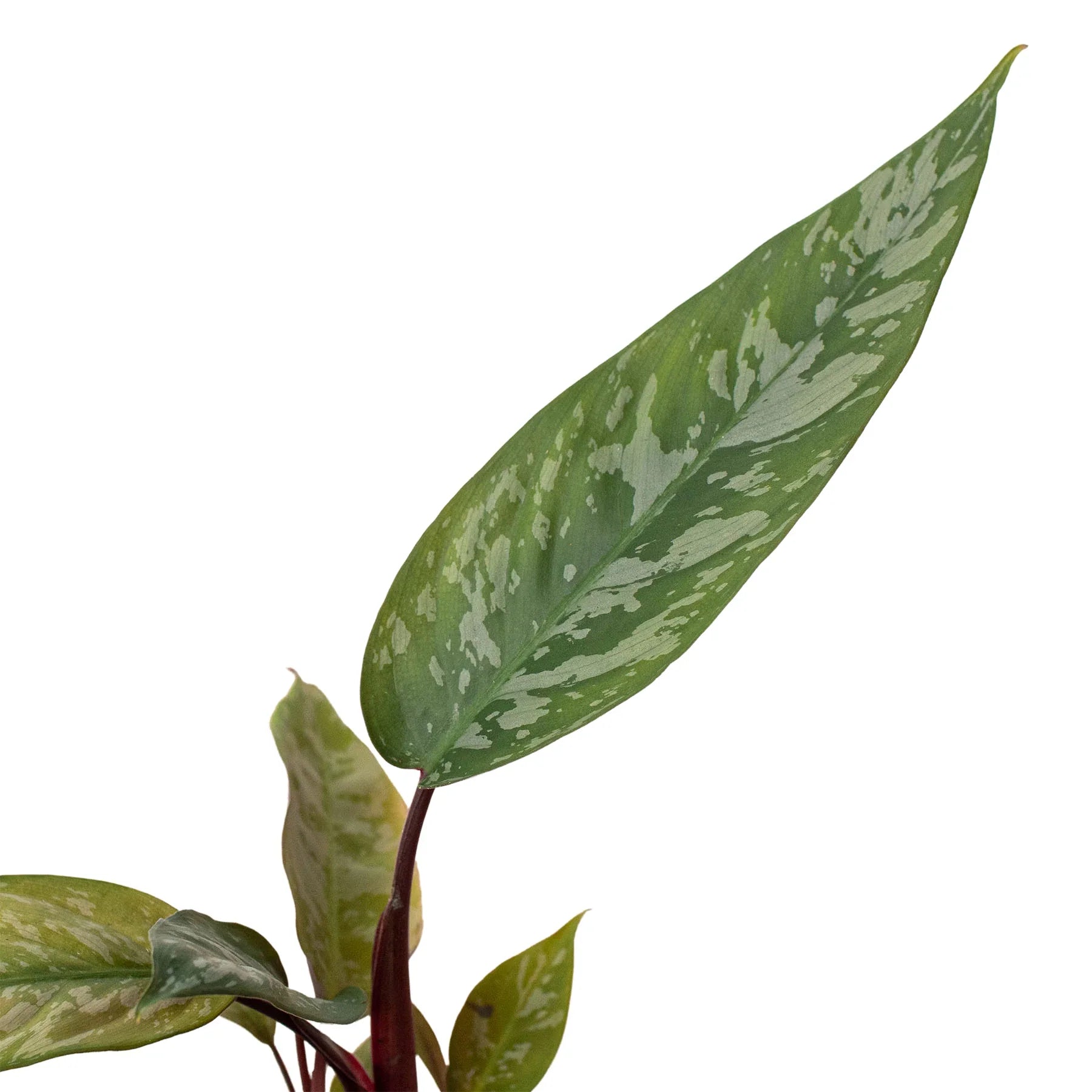 Rare Purple Sword – Collector's Tropical Plant | SunriseDaylas