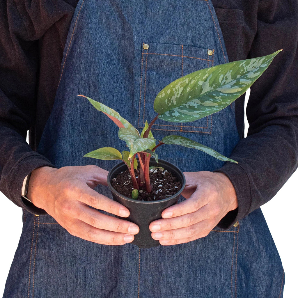 Rare Purple Sword – Collector's Tropical Plant | SunriseDaylas