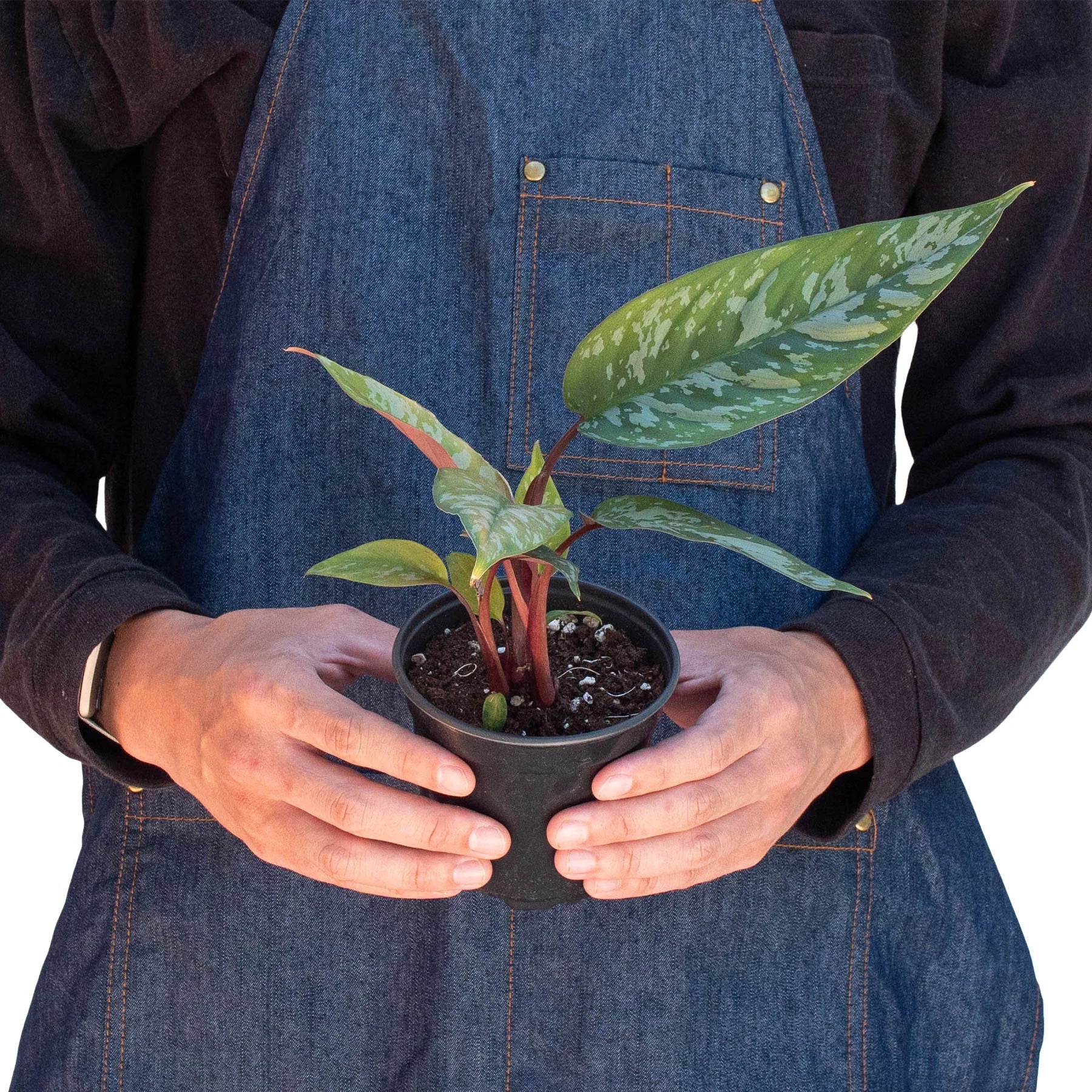 Rare Purple Sword – Collector's Tropical Plant | SunriseDaylas