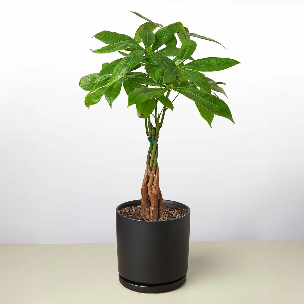 Money Tree Pachira Braid Live Indoor Plant | SunriseDaylas