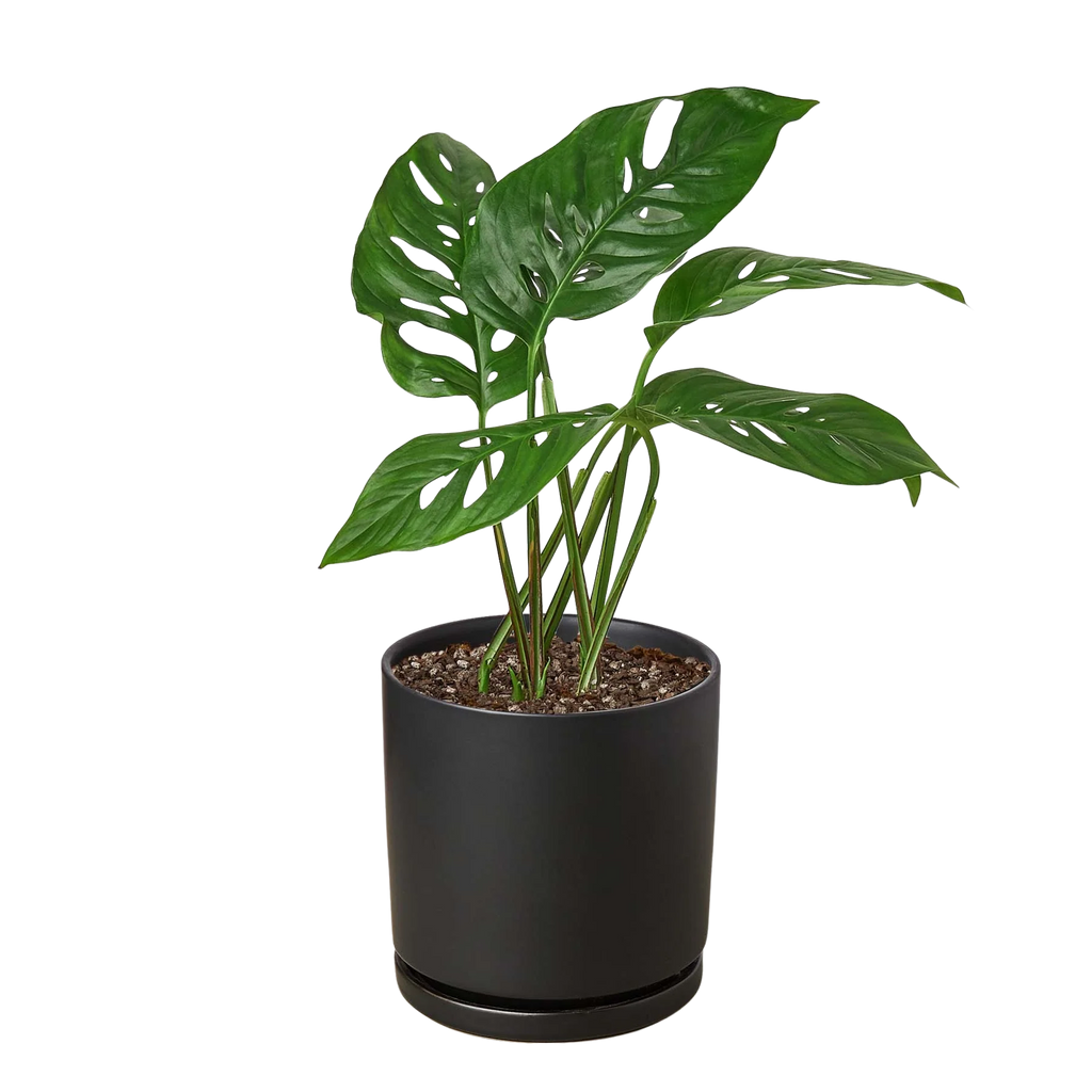 Monstera Adansonii – Swiss Cheese Vine Plant | SunriseDaylas