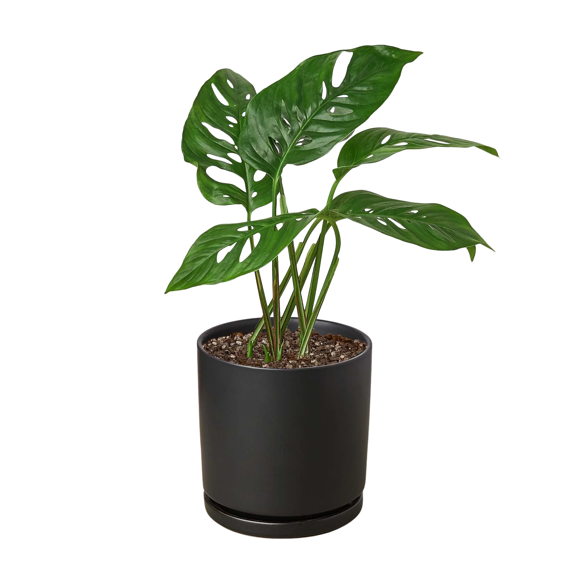 Monstera Adansonii – Swiss Cheese Vine Plant | SunriseDaylas