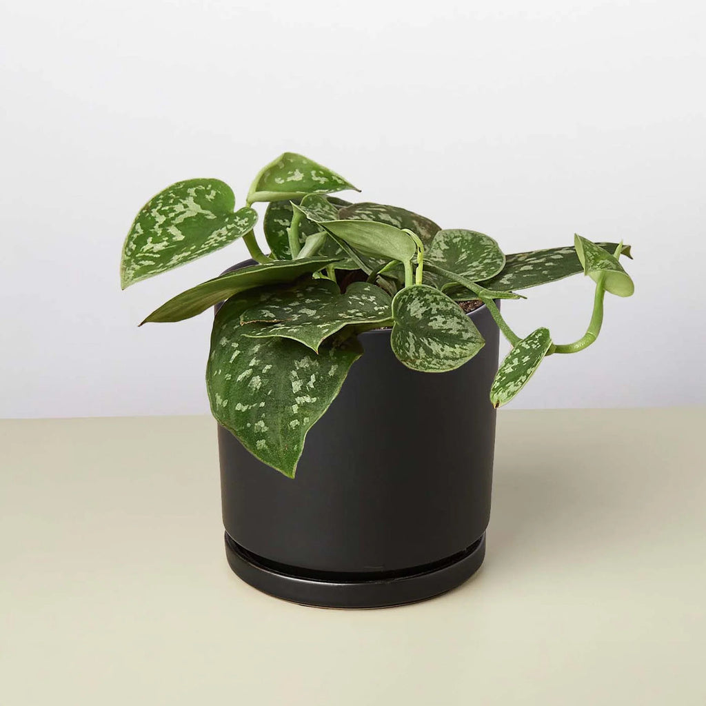 Satin Pothos – Silvery Trailing Indoor Plant | SunriseDaylas
