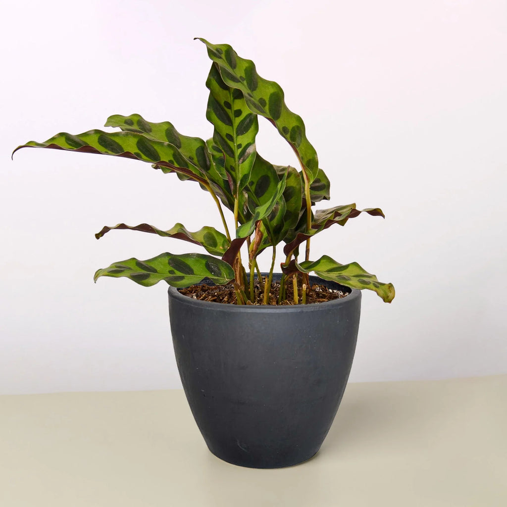 Calathea Rattlesnake Live Indoor Plant