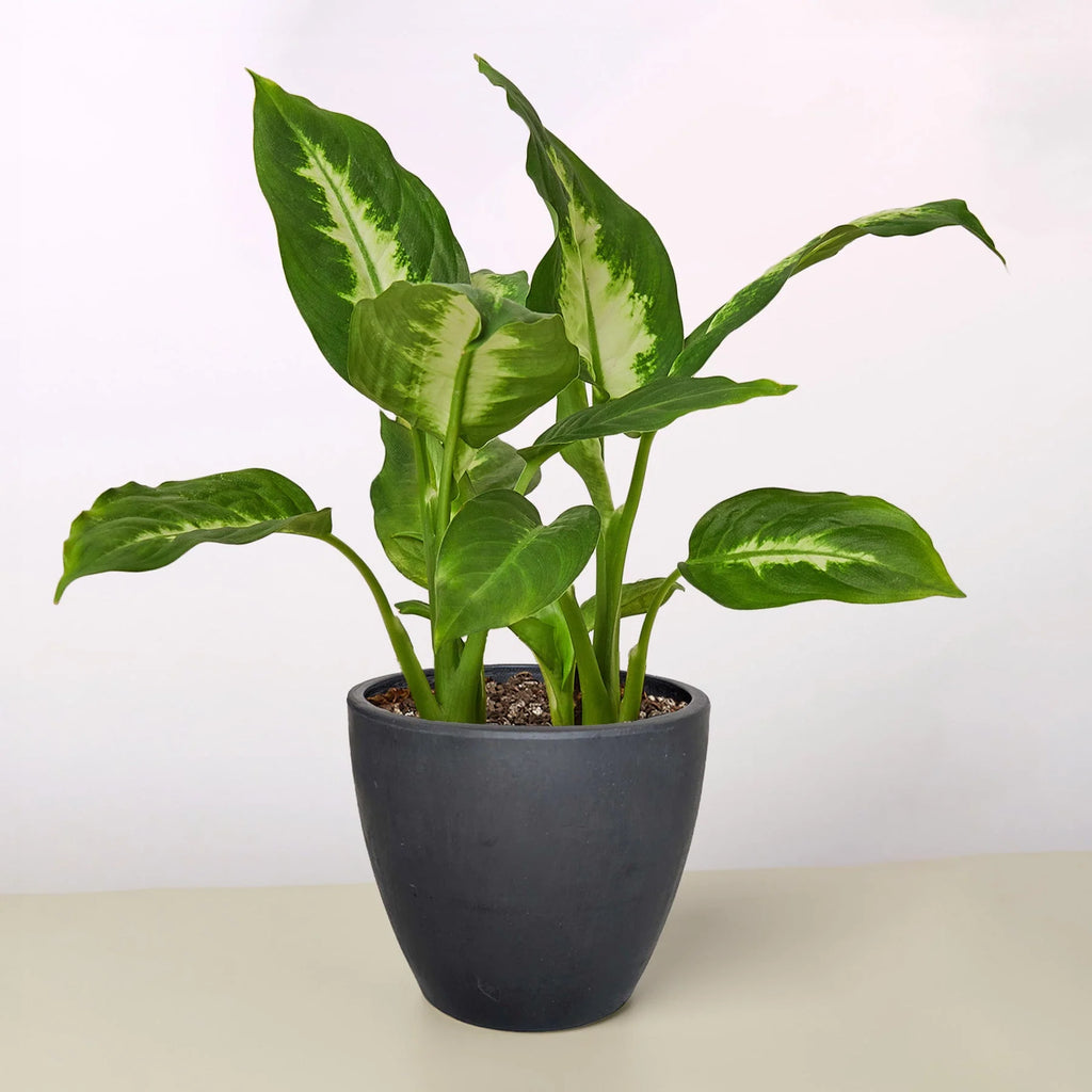 Dieffenbachia ‘Camille’ – Creamy Tropical Foliage Plant | SunriseDaylas