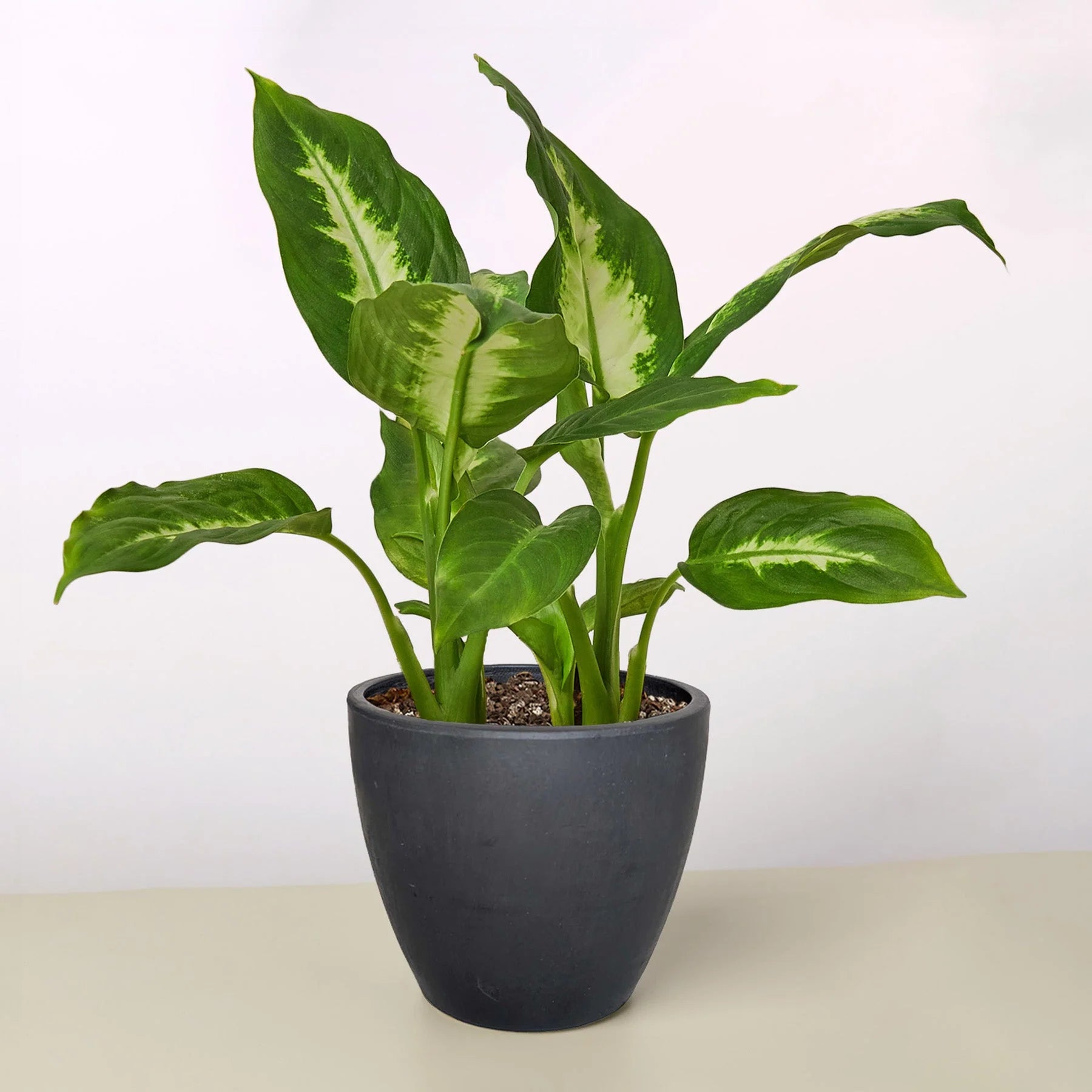 Dieffenbachia ‘Camille’ – Creamy Tropical Foliage Plant | SunriseDaylas