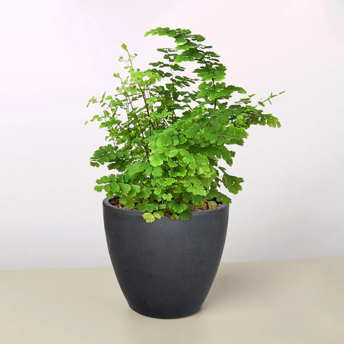 Maidenhair Fern Delicate Live Indoor Plant | SunriseDaylas