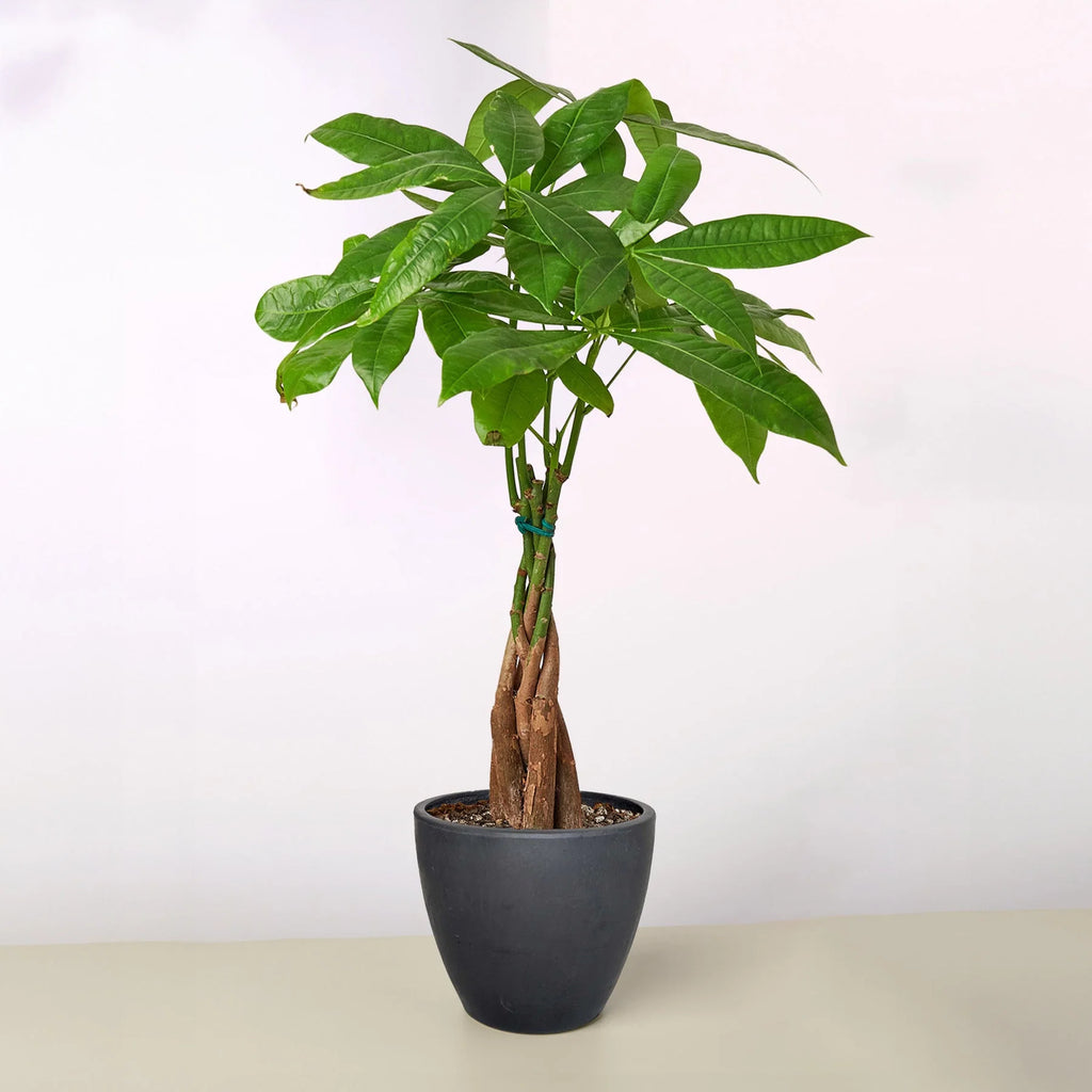 Money Tree Pachira Braid Live Indoor Plant | SunriseDaylas