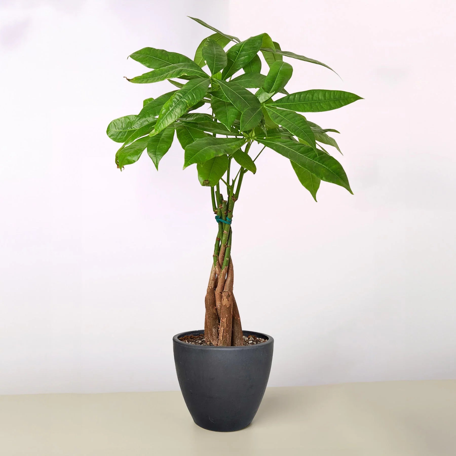 Money Tree Pachira Braid Live Indoor Plant | SunriseDaylas