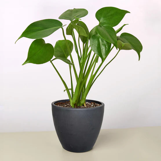 Swiss Cheese Plant – Tropical Statement Plant | SunriseDaylas