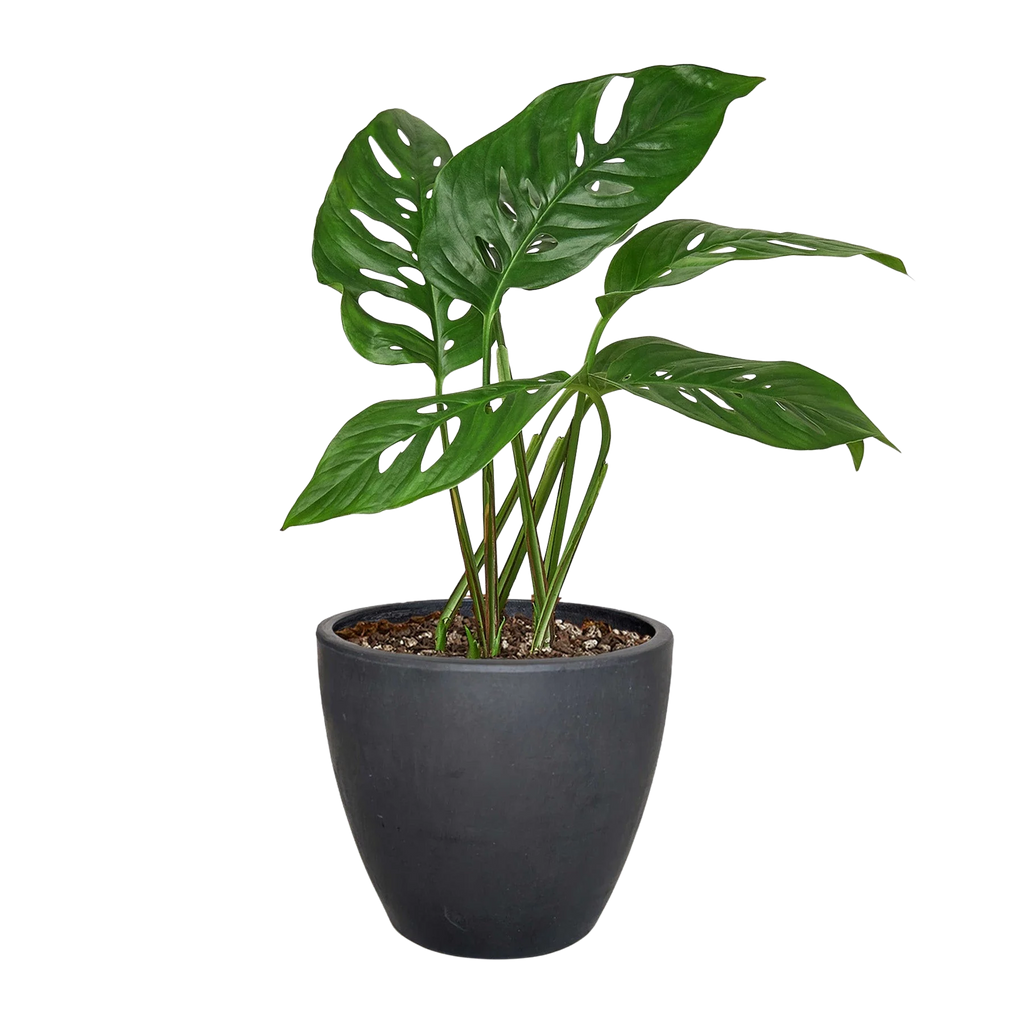 Monstera Adansonii – Swiss Cheese Vine Plant | SunriseDaylas