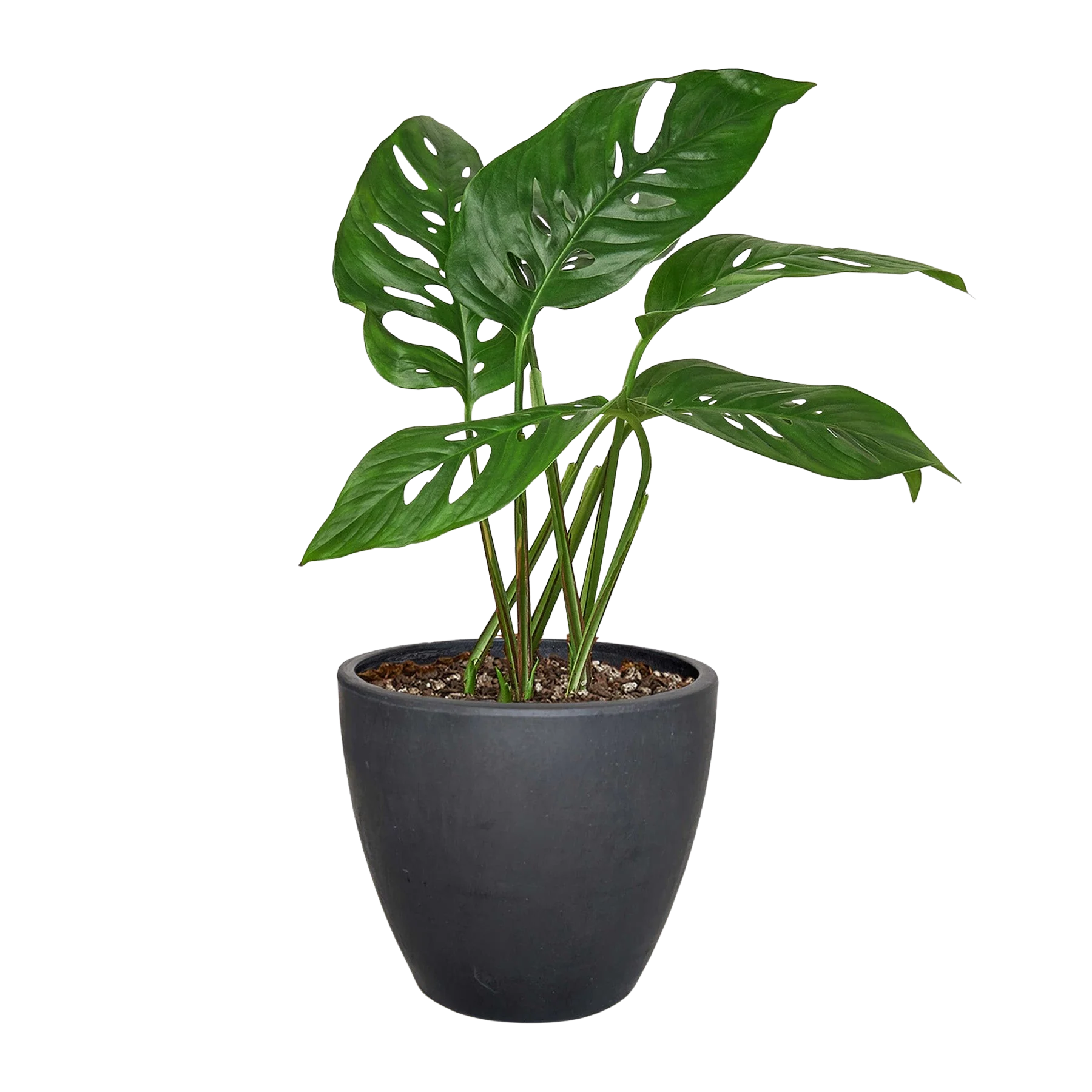 Monstera Adansonii – Swiss Cheese Vine Plant | SunriseDaylas