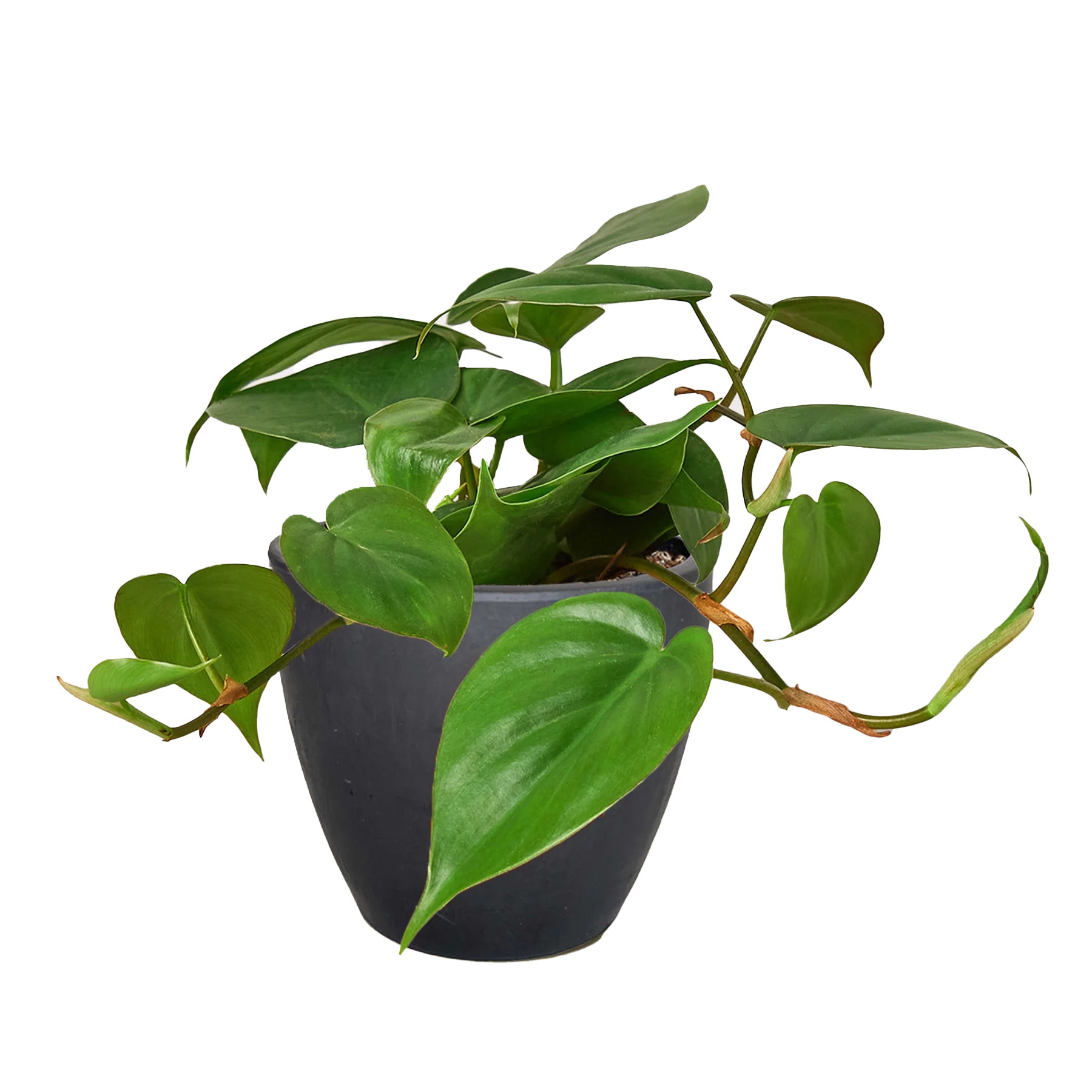 Philodendron Cordatum – Heartleaf Vining Live Plant | SunriseDaylas