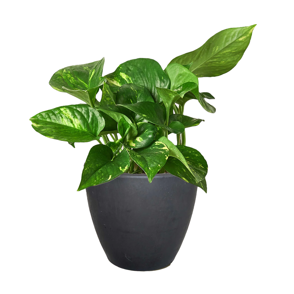 Golden Pothos – Easy Care Trailing Live Plant | SunriseDaylas