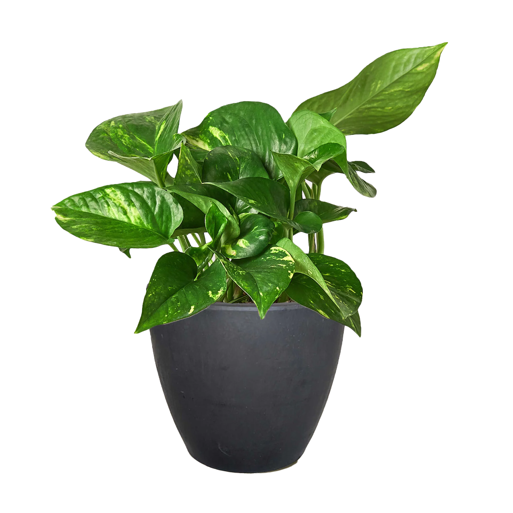 Golden Pothos – Easy Care Trailing Live Plant | SunriseDaylas